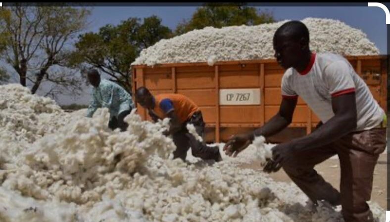 Filière coton, embellie annoncée dans la filière coton, avec une production projetée à plus de 350 000 tonnes en 2025 (BEAC)