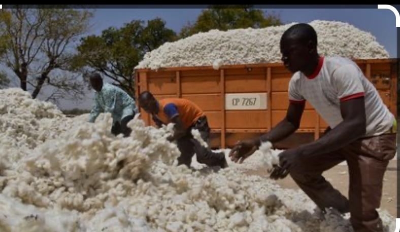 Filière coton, embellie annoncée dans la filière coton, avec une production projetée à plus de 350 000 tonnes en 2025 (BEAC)