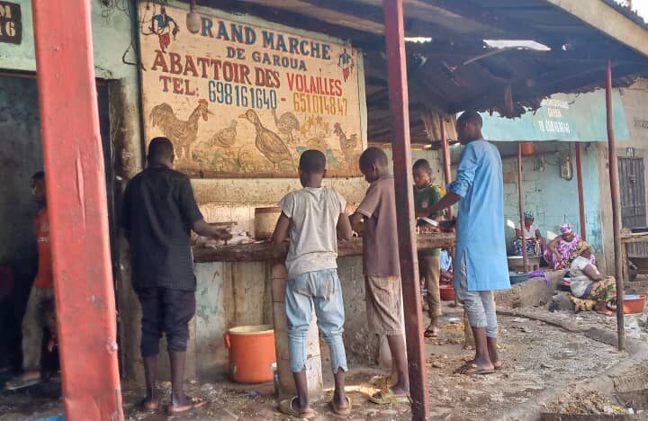 Garoua : A la découverte de l’abattoir des volailles