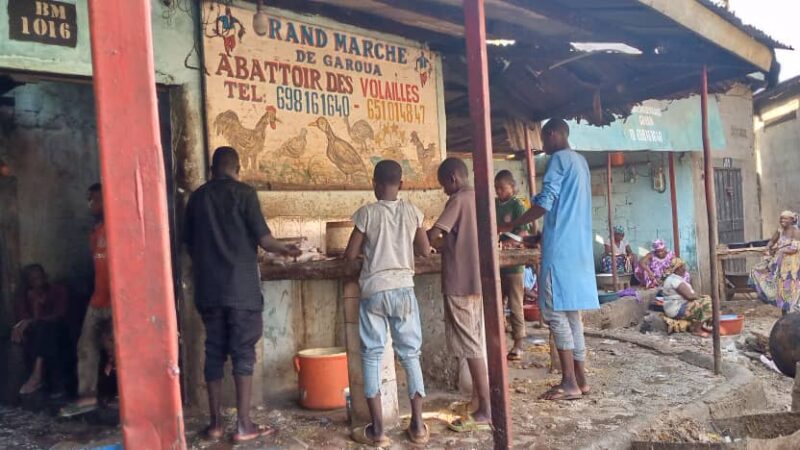 Garoua : A la découverte de l’abattoir des volailles