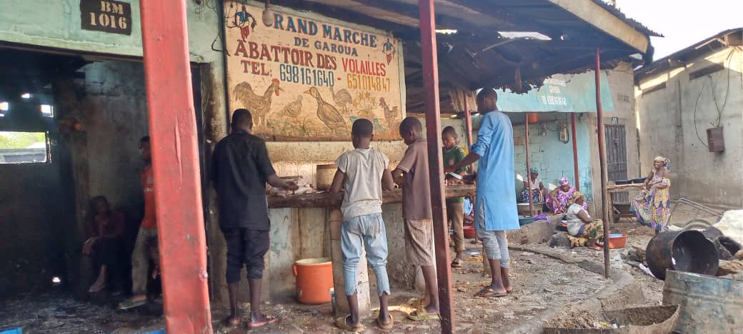 Garoua : A la découverte de l’abattoir des volailles